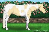 Horse Color:Palomino Dun Tobiano 