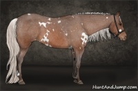 Horse Color:White Spotted Silver Bay Appaloosa