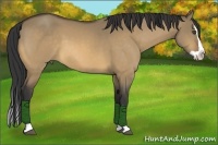 Horse Color:Buckskin Dun Splash 