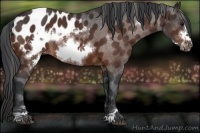 Horse Color:Bay Sabino Frame Appaloosa 