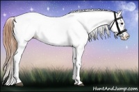Horse Color:Bay Ice Appaloosa