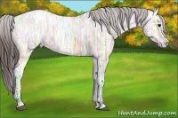 Horse Color:Bay Ice Appaloosa 