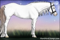 Horse Color:Red Dun Ice Splash Tobiano Frame Appaloosa