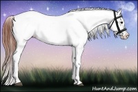 Horse Color:Brown Ice Dun Appaloosa