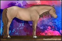 Horse Color:Bay Pearl 
