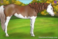 Horse Color:Chestnut Splash 