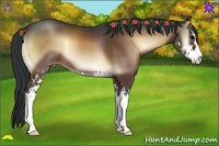 Horse Color:Bay Onyx Sabino 