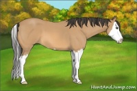 Horse Color:Buckskin Roan Splash 