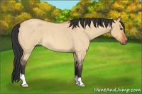 Horse Color:Bay Roan Dun 