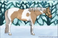 Horse Color:Silver Bay Dun Tobiano