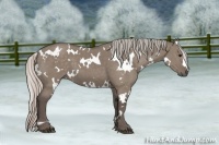 Horse Color:White Spotted Silver Grullo 