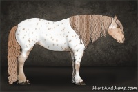 Horse Color:Brown Pearl Near Leopard Rabicano 