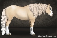 Horse Color:Gold Champagne Pearl Sabino Splash 