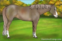 Horse Color:Chocolate Palomino Splash 