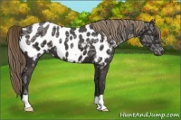Horse Color:Liver Chestnut Ice Appaloosa 