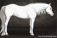 Horse Color:Liver Chestnut Frame Appaloosa
