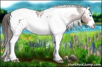 Horse Color:White Spotted Bay Splash Tobiano Blanket