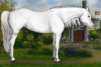 Horse Color:Chocolate Palomino Blanket