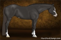 Horse Color:Liver Chestnut Sabino