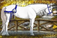 Horse Color:Chocolate Palomino Sabino Appaloosa
