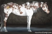 Horse Color:White Spotted Liver Chestnut 