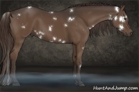 Horse Color:White Spotted Liver Chestnut 