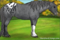 Horse Color:Black Appaloosa 