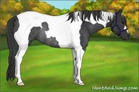 Horse Color:Black Tobiano Rabicano
