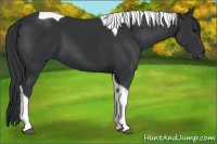 Horse Color:Black Tobiano 