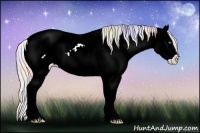 Horse Color:Nacre Palomino Pearl Sabino Appaloosa 