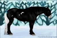 Horse Color:Watercolor Silver Brown Chinchilla Sabino Splash Varnish