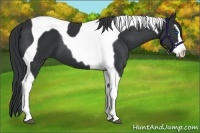 Horse Color:Black Splash Tobiano 