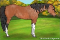 Horse Color:Bay Roan Tobiano 