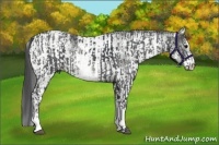 Horse Color:White Spotted Black and White Spotted Black