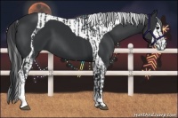 Horse Color:Black Tobiano  and Black Tobiano 