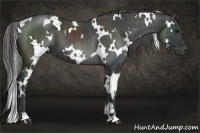 Horse Color:White Spotted Black  Brindle