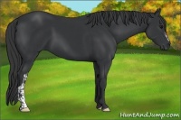 Horse Color:Black  and Black 
