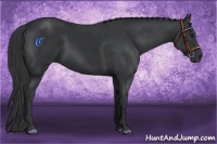 Horse Color:Black and Black