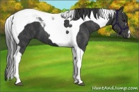 Horse Color:Black Tobiano  Brindle