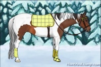 Horse Color:Bay Tobiano 