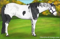 Horse Color:Black Sabino  and Black Sabino 