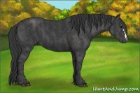 Horse Color:Black Brindle