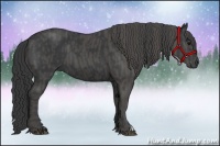 Horse Color:Black  Brindle