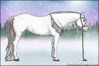 Horse Color:Black Appaloosa and Black Appaloosa