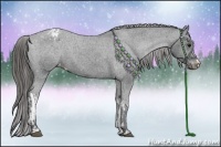 Horse Color:Black Appaloosa and Black Appaloosa