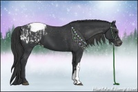 Horse Color:Black Appaloosa  and Black Appaloosa 
