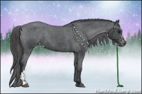 Horse Color:Black Appaloosa  and Black Appaloosa 