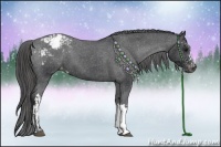 Horse Color:Black Appaloosa and Black Appaloosa