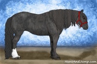 Horse Color:Black  Brindle