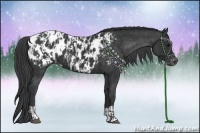 Horse Color:Black Appaloosa  and Black Appaloosa 